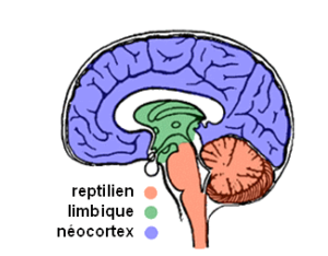 reptilien-limbique-néocortex